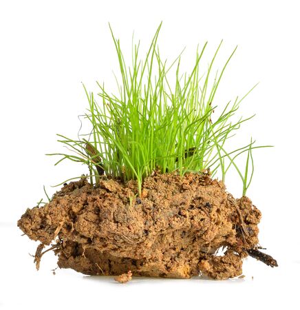 Green grass isolated on white backgroundの写真素材