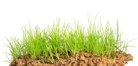 Green grass isolated on white backgroundの写真素材