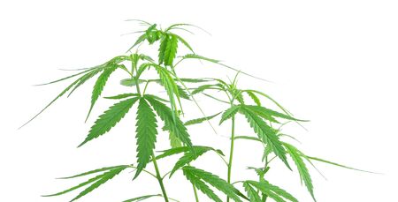 Marijuana plant isolated on white backgroundのeditorial素材