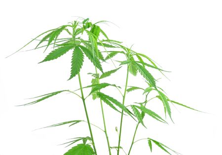 Marijuana plant isolated on white backgroundのeditorial素材