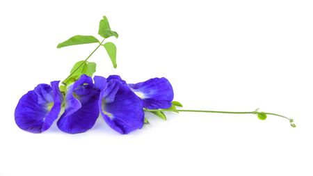 Pea flowers isolated on white backgroundのeditorial素材