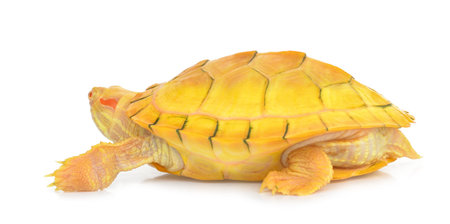 Japanese turtle isolated on a white background