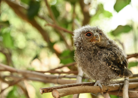 Barred Owlet on tree in nature