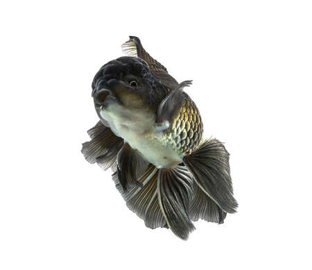 Gold fish Isolation on the whiteの写真素材