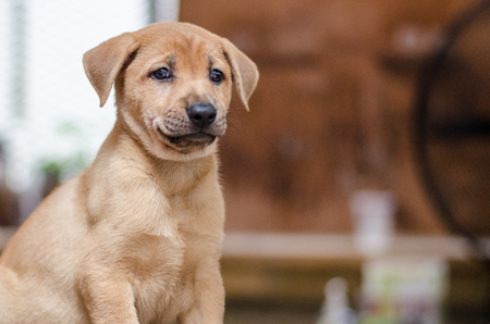 Puppy portraitの写真素材