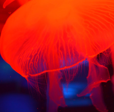 Jelly fish detailの写真素材