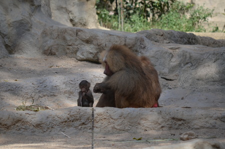 Portrait of hamadryas baboon familyの写真素材