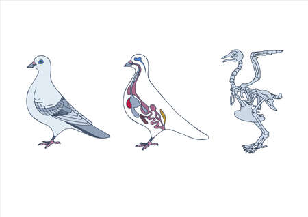 zoology, anatomy of bird, cross-section and skeletonのイラスト素材