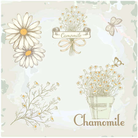 chamomile, camomile,  herb flower, floral vintage backgroundのイラスト素材