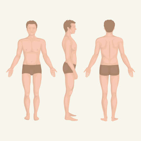 man body anatomy, front, back and side standing pose のイラスト素材