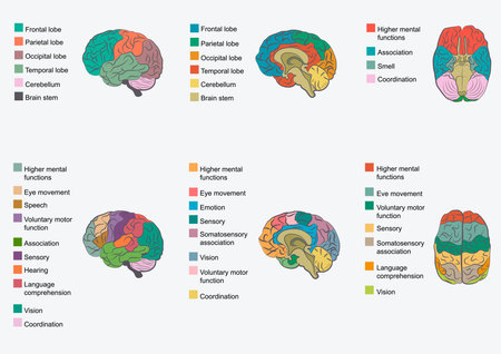 Human brain anatomy, function area, mind system