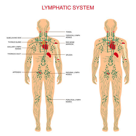 human anatomy, lymphatic system, medical illustration, lymph nodesのイラスト素材
