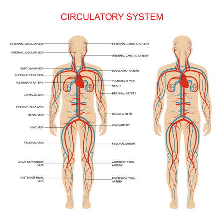 heart anatomy, circulatory system, human blood artery, medical illustrationのイラスト素材