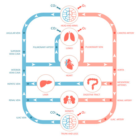 heart anatomy, circulatory system, human blood artery, medical illustrationのイラスト素材