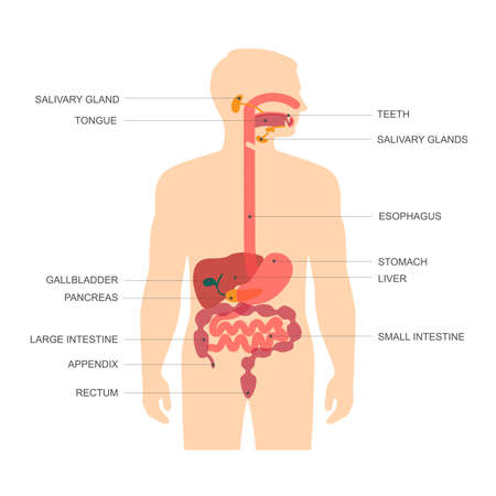anatomy human digestive system, stomach vector illustrationのイラスト素材