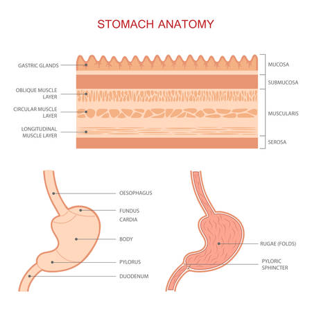human gastric stomach digestive system anatomy medical illustrationのイラスト素材