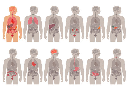 Vector of human body anatomy vector - ID:1-43452190 - Royalty Free ...