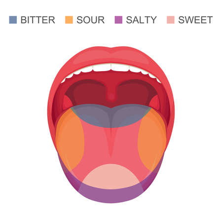 Vector illustration of a basic taste of the human tongueのイラスト素材