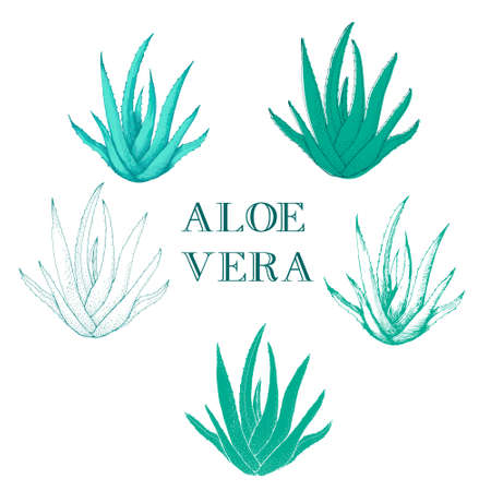 Aloe vera hand drawn set. medical plant isolated on white backgroundのイラスト素材