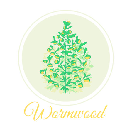 wormwood branch, wormwood flowers and leaves . Cosmetics and medical plant. Vector hand drawn illustration.のイラスト素材