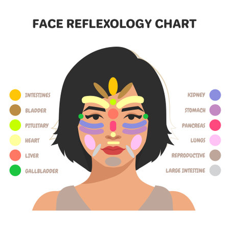Face Reflexology Chart Inner Organs Massage Areas Body Partsのイラスト素材