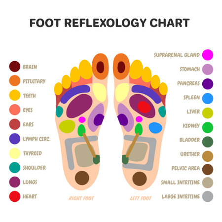 Traditional alternative heal, Reflexology foot massage points. vector illustrationのイラスト素材