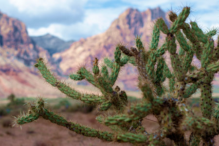 Cactus close-up with Mountains and Cloudy Sky backgroundの写真素材