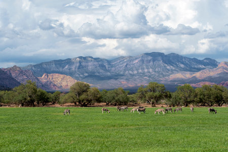 Wild Burros, Donkeys, Grazing in Green Grass Field with Mountain Backgroundの写真素材