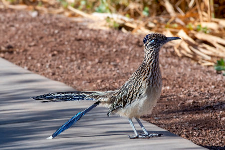 Roadrunner with Blue Head and Tail on path in Desertの写真素材