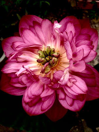 Closuep of a flowerの写真素材