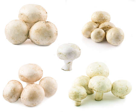 mushroomの写真素材