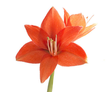 	red flower of the lilyの写真素材