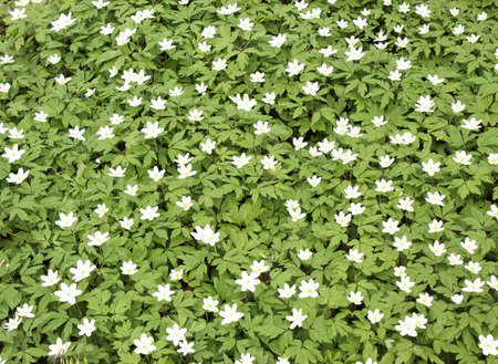 white forest flowers on a bushの写真素材