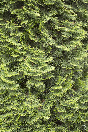 pine branchesの写真素材