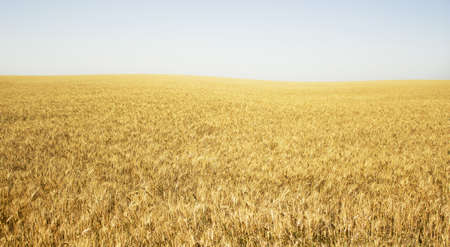 wheatの写真素材