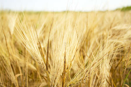 wheatの写真素材