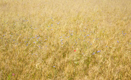 wheat with flowersの写真素材