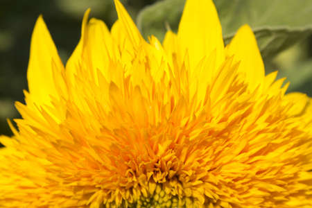 sunflower の写真素材