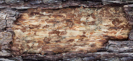 wood cross section, backgrounds bark and wood texture の写真素材