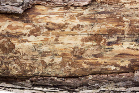 wood cross section, backgrounds bark and wood texture の写真素材