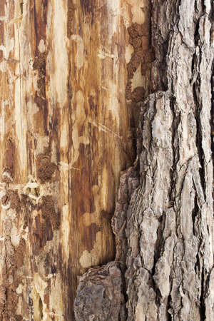 wood cross section, backgrounds bark and wood texture の写真素材