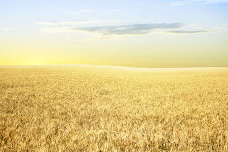 Yellow wheat on the slopes in the morning, in the rays of the rising sunの写真素材