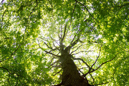 Gigantic Beech Treeの写真素材