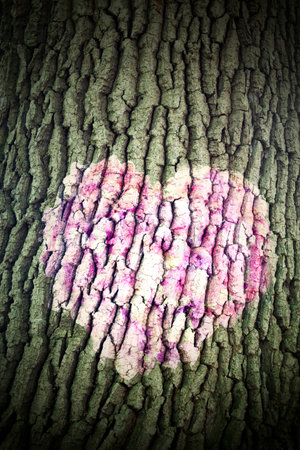 pink heart on tree barkの写真素材
