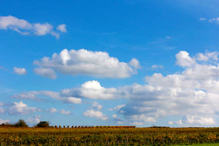 Blue sky above the wineyardsの写真素材