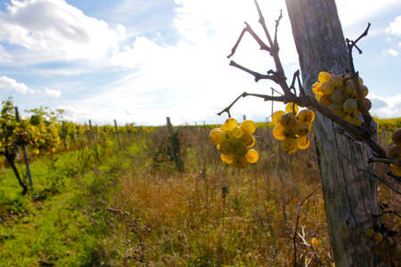 Grapes in the sunの写真素材