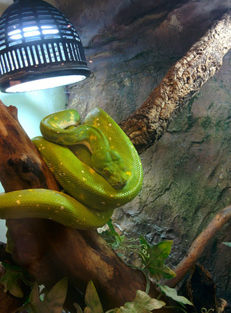 Green Snakeの写真素材