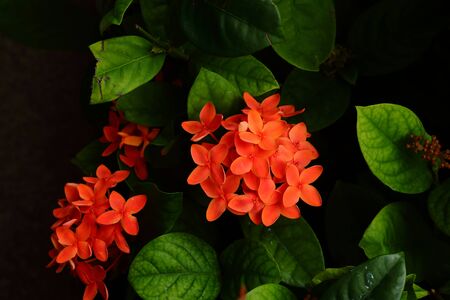 Closeup of blooming orange ixora or spike flower under sunlight in garden, selective focusのeditorial素材