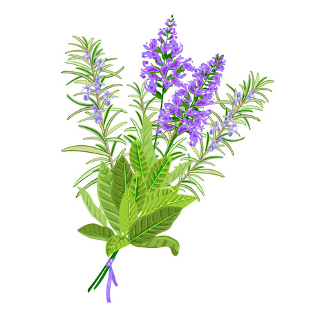 Bunch of flowering sage and rosemary. Vector illustrationのイラスト素材