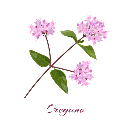 Blossoming oregano flowers. Origanum vulgare. Vector illustration.のイラスト素材